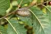 Orgyia antiqua